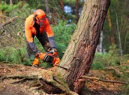 Best Fruit Tree Pruning  in Winchester, OH