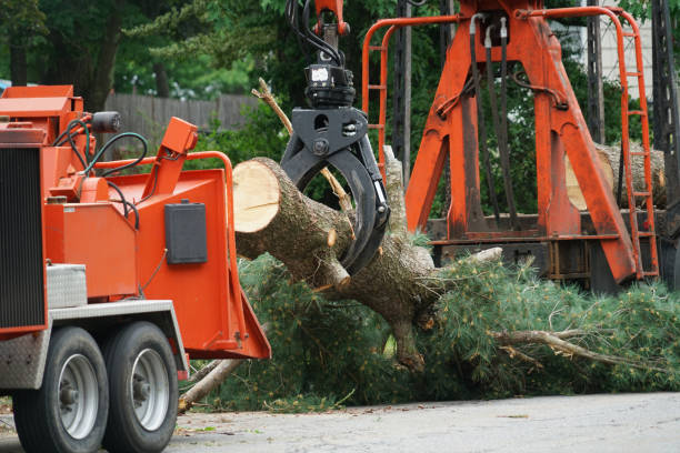 How Our Tree Care Process Works  in  Winchester, OH