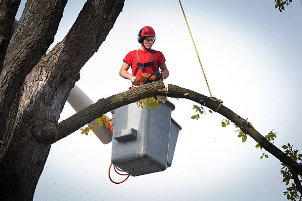 Trusted Winchester, OH Tree Care  Experts